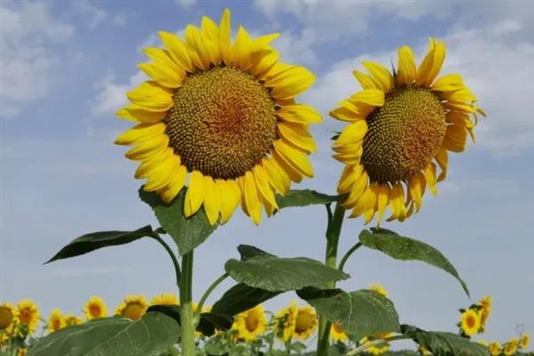 7朵向日葵的花语，寓意让幸福永远伴随你