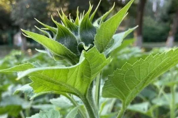 7朵向日葵的花语，寓意让幸福永远伴随你