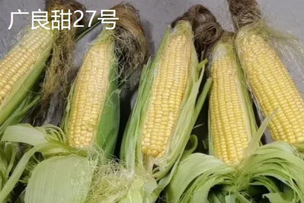 哪个品种的甜玉米口感最好，有广良甜27号、金冠218等