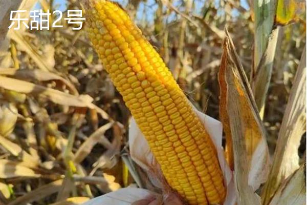 哪个品种的甜玉米口感最好，有广良甜27号、金冠218等