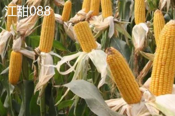 哪个品种的甜玉米口感最好，有广良甜27号、金冠218等