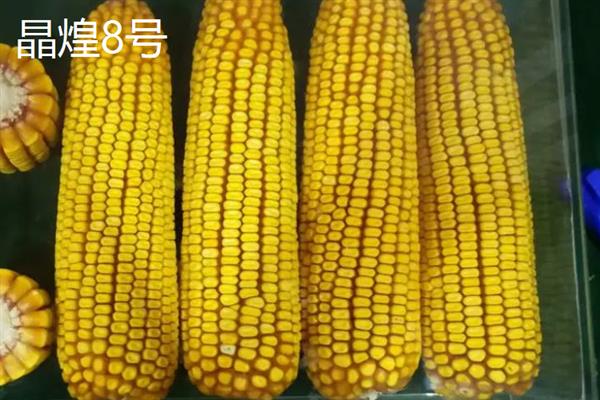 哪个品种的甜玉米口感最好，有广良甜27号、金冠218等