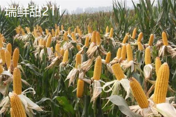 哪个品种的甜玉米口感最好，有广良甜27号、金冠218等