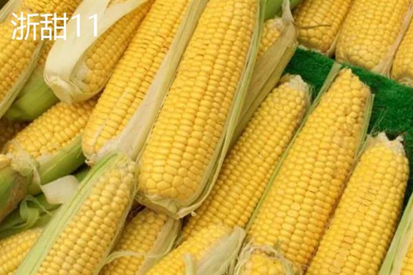 哪个品种的甜玉米口感最好，有广良甜27号、金冠218等