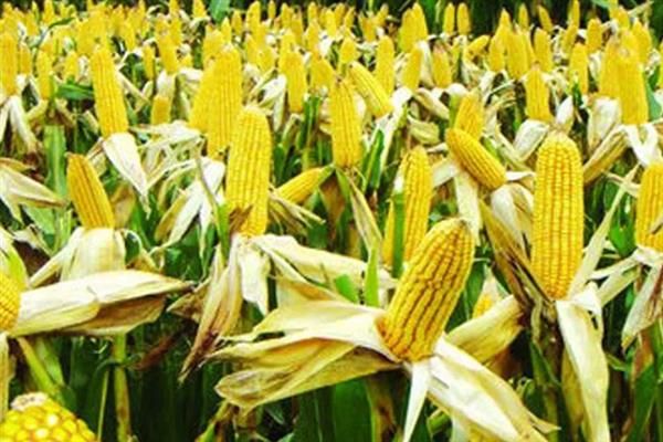 哪个品种的甜玉米口感最好，有广良甜27号、金冠218等