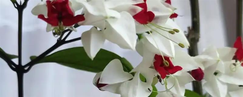 龙吐珠的养殖方法，花盆主要以泥瓦盆为主