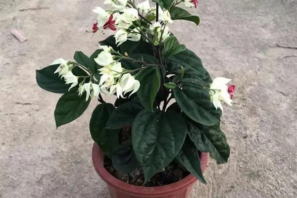 龙吐珠的养殖方法，花盆主要以泥瓦盆为主