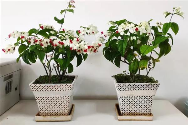 龙吐珠的养殖方法，花盆主要以泥瓦盆为主