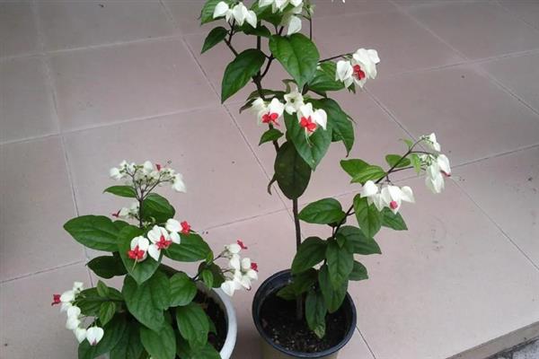 龙吐珠的养殖方法，花盆主要以泥瓦盆为主