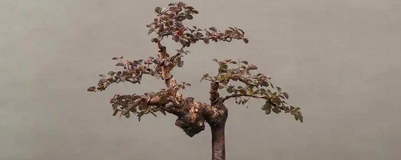 红花檵木的施肥方法，施肥与浇水结合进行可避免出现肥害