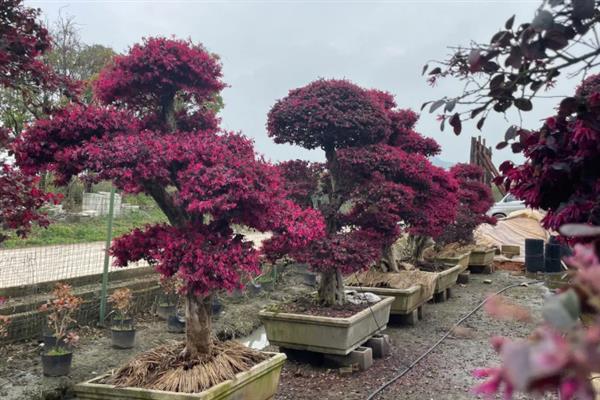 红花檵木的施肥方法，施肥与浇水结合进行可避免出现肥害