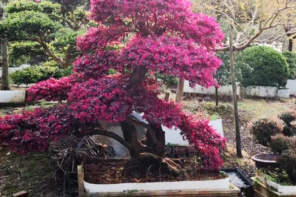 红花檵木的施肥方法，施肥与浇水结合进行可避免出现肥害