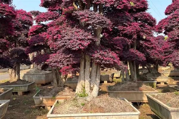 红花檵木的施肥方法，施肥与浇水结合进行可避免出现肥害