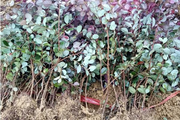 红花檵木的施肥方法，施肥与浇水结合进行可避免出现肥害