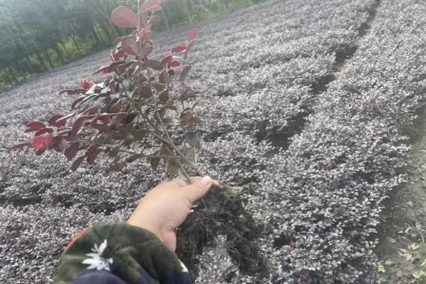 红花檵木的施肥方法，施肥与浇水结合进行可避免出现肥害