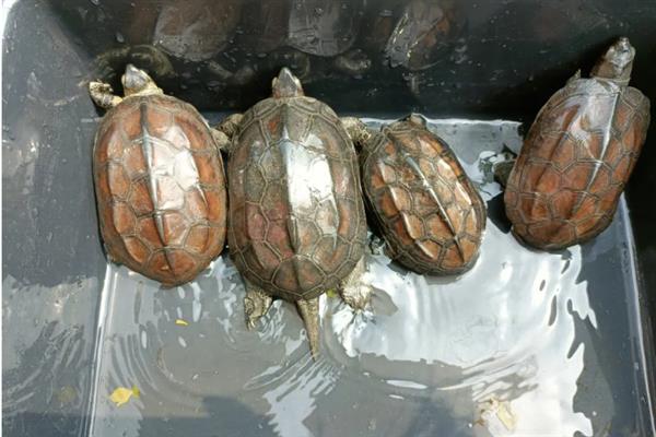 草龟会不会被淹死，在深水中容易溺水或窒息