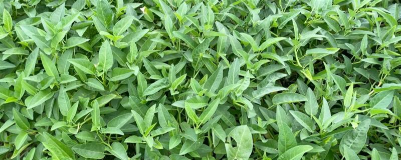 空心菜如何种植，在4月份左右种植