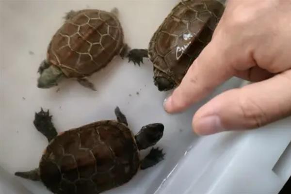 草龟会不会被淹死，在深水中容易溺水或窒息