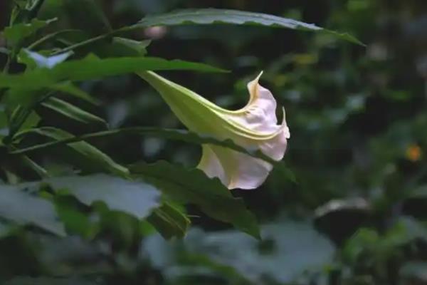 哪些花代表希望，有绿色曼陀罗、雪滴花等
