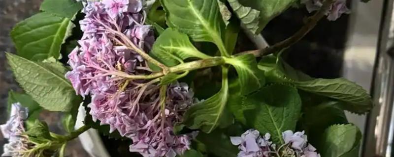 绣球切花一天就蔫了的原因，可能是缺水导致的