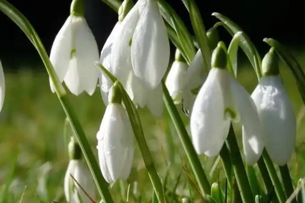 哪些花代表希望，有绿色曼陀罗、雪滴花等