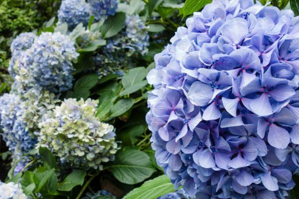 哪些花代表希望，有绿色曼陀罗、雪滴花等