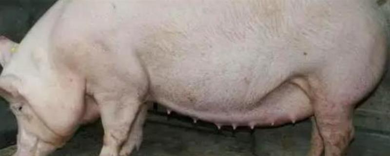 母猪空怀的原因，可能是公猪年龄过大或过小所致