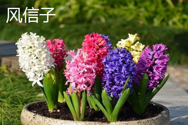 哪些花代表希望，有绿色曼陀罗、雪滴花等