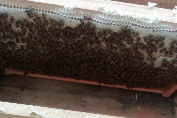 诱蜂有什么诀窍，在蜂箱内壁和巢门附近涂抹蜂蜡可吸引野生蜂群