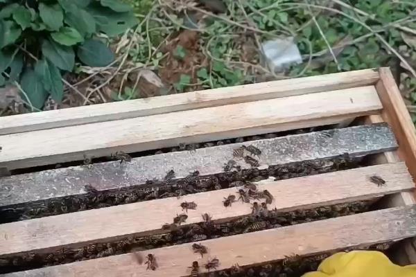 诱蜂有什么诀窍，在蜂箱内壁和巢门附近涂抹蜂蜡可吸引野生蜂群