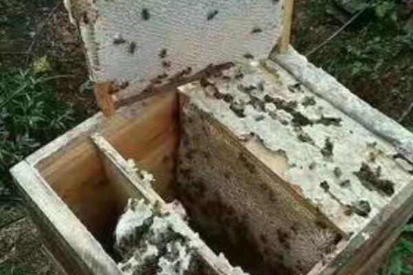 诱蜂有什么诀窍，在蜂箱内壁和巢门附近涂抹蜂蜡可吸引野生蜂群