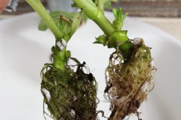 绣球切花一天就蔫了的原因，可能是缺水导致的