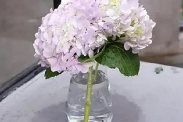 绣球切花一天就蔫了的原因，可能是缺水导致的