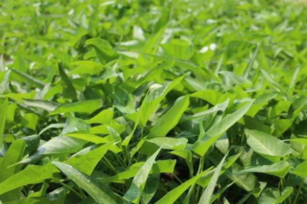 空心菜如何种植，在4月份左右种植