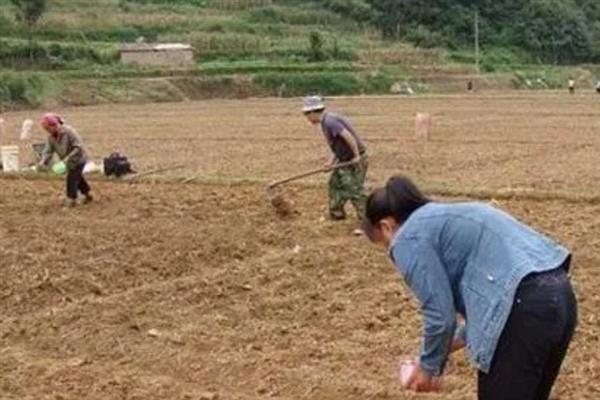 空心菜如何种植，在4月份左右种植