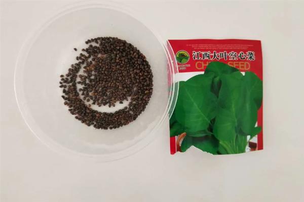 空心菜如何种植，在4月份左右种植