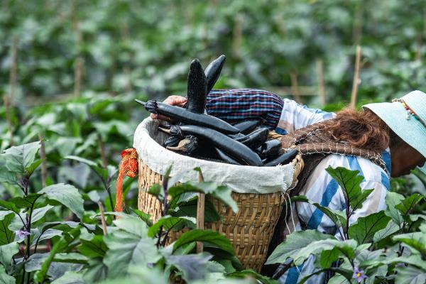 茄子的种植方法，播种前需先浸种