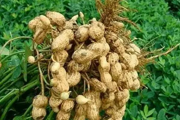 不同农作物的适宜追肥时期，玉米拔节前后要追施尿素