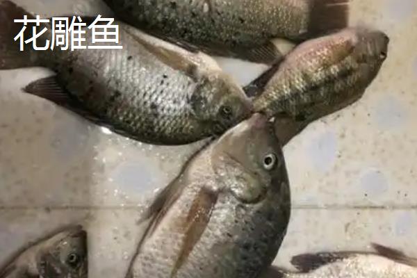花雕鱼是不是淡水鱼，属于慈鲷科海鱼