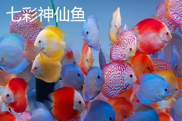 花雕鱼是不是淡水鱼，属于慈鲷科海鱼