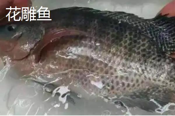花雕鱼是不是淡水鱼，属于慈鲷科海鱼