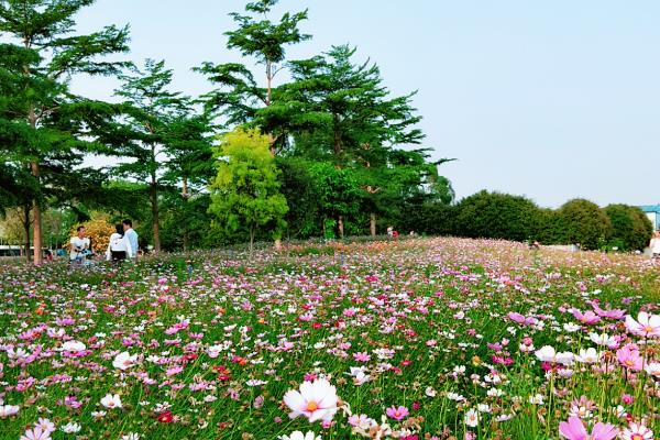 幸福花的养殖方法，养护期间需确保光照的充足