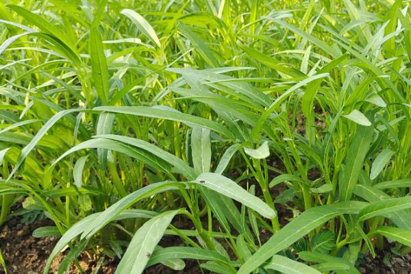 叶菜类蔬菜有哪些，可种植夏白菜、空心菜等