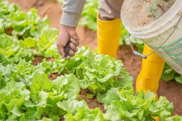 叶菜类蔬菜有哪些，可种植夏白菜、空心菜等