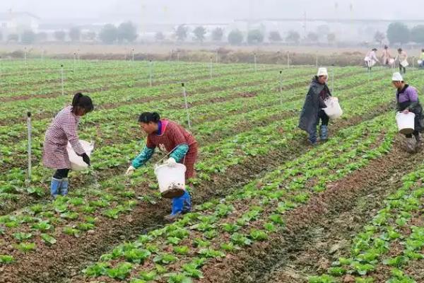 叶菜类蔬菜有哪些，可种植夏白菜、空心菜等