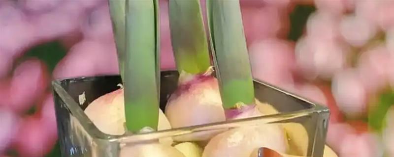 一棵郁金香长几个种球，在第一年只能长一个种球