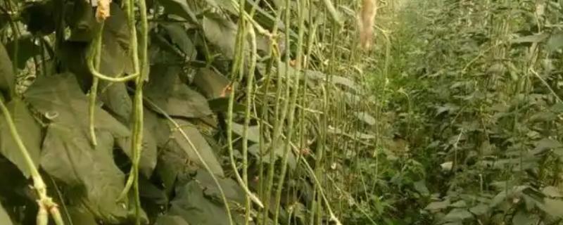什么时候对豆角追施钼肥，结荚期或生长旺期可当作叶面肥