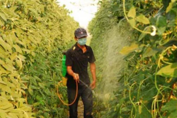 什么时候对豆角追施钼肥，结荚期或生长旺期可当作叶面肥