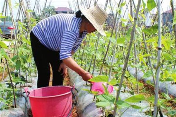 什么时候对豆角追施钼肥，结荚期或生长旺期可当作叶面肥