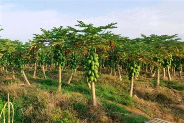 木瓜黄叶的原因，可能是感染了病害或虫害等